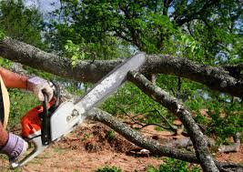 Best Storm Damage Tree Cleanup  in Mount Shasta, CA